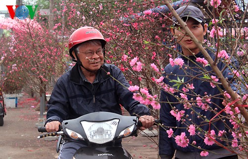 Peach trees in full bloom for Tet - ảnh 5